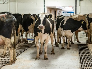 A Holstein cow faces the camera as it enters a milking parlor between a row of other cows