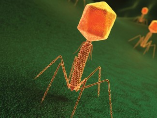 3D illustration of orange bacteriophages on a green substrate