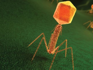 3D illustration of orange bacteriophages on a green substrate
