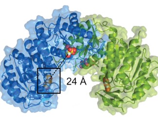 A molecular rendering of a homodimer protein complex showing two identical subunits colored in blue (left) and green (right). Each monomer contains bound citrate molecules (yellow spheres) and acetovanillone molecules (orange spheres). A black rectangular box highlights a specific region in the blue subunit, with a measurement indicating "24 Å" distance. The protein structure displays typical secondary structure elements including alpha helices and beta sheets in ribbon representation.