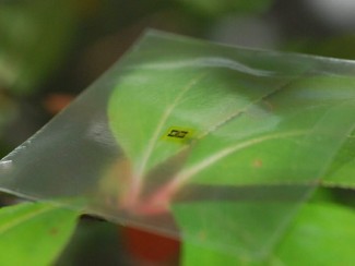 leaf