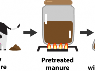 Cartoon depicting cow manure being converted to medium chain fatty acids