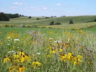A prairie landscape