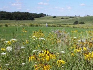 A prairie landscape
