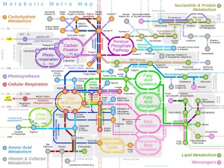 Diagram of metabolic pathways designed to look like a subway map with colored lines connecting hundreds of functions and arrows indicating direction of flow