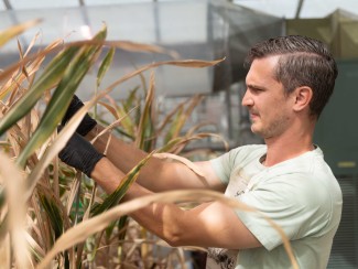 A researcher wearing black gloves works among mature sorghum plants in a greenhouse, examining stalks.