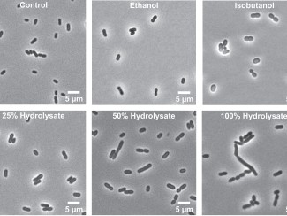 Bright-field microscopy images showing Z. mobilis bacterial cells under six different treatment conditions. The top row shows Control (normal rod-shaped cells), Ethanol treatment (cells appear slightly enlarged), and Isobutanol treatment (cells show some swelling and morphological changes). The bottom row displays cells exposed to 25%, 50%, and 100% lignocellulosic hydrolysate concentrations, showing progressive cellular stress with increased elongation, chain formation, and morphological distortion at high