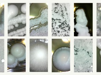 Montage of 12 photos of various white shapes