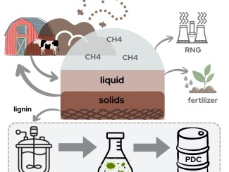 Diagram of a manure-to-products pathway. A dairy cow and barn feed into an anaerobic digester (shown as a dome) that releases CH4 gas, converted to renewable natural gas (RNG), and separates manure into liquid and solid fractions. The liquid fraction is applied as fertilizer, looping back to the farm. The solid fraction yields lignin, which flows into a bioreactor, then a flask containing microbial culture, producing PDC in a labeled barrel.