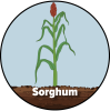 A drawing of sorghum