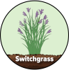 A drawing of switchgrass