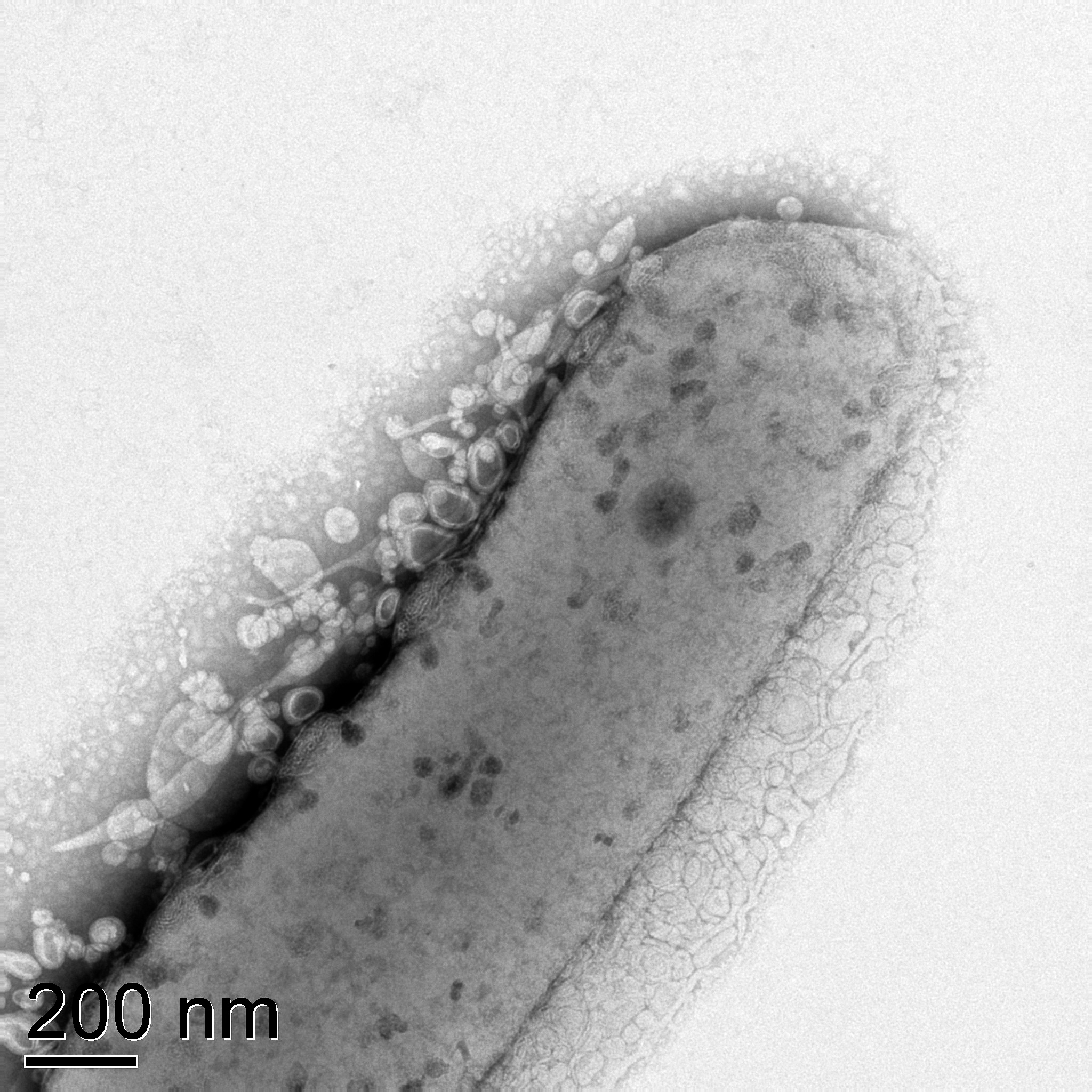 Cucumber-shaped cell surrounded by tiny bubbles