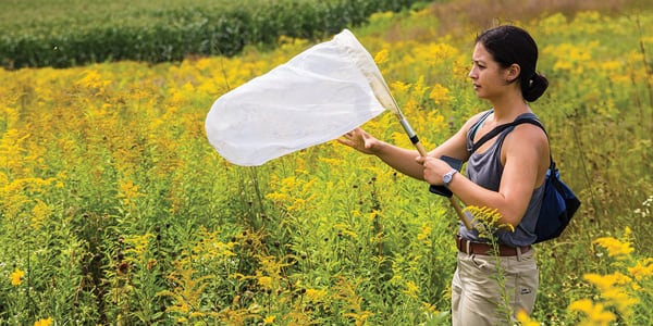 Entomology graduate student Jade Kochanski uses a net to collect bumble bees