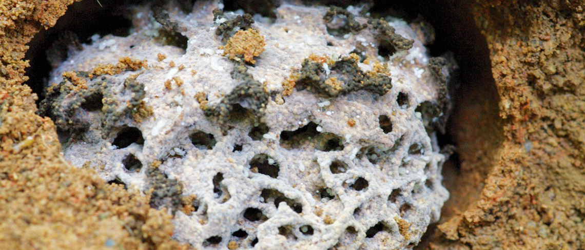 Termites Thumbnail